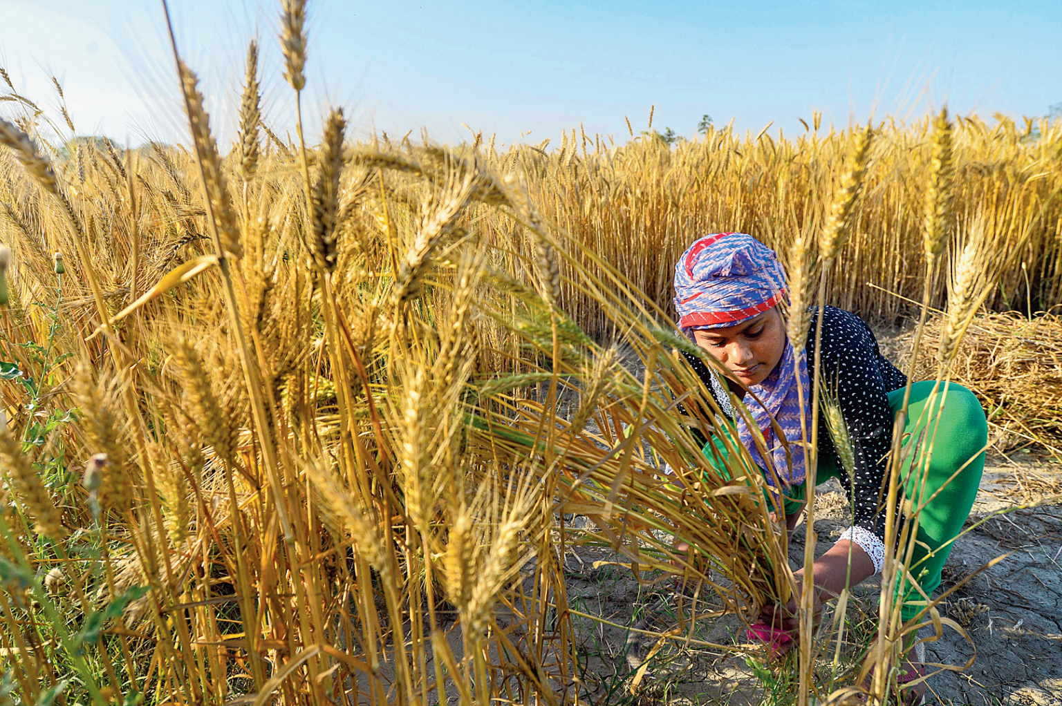 In northern india they harvest their. Индия пшеница. Crop in fields. Агрокультура Добрунь. Farmers on the field Harvest.